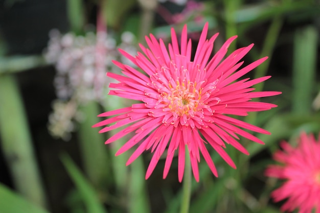 Beauty Pink Flowers Object Photo