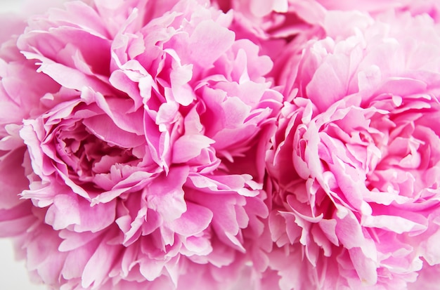 Beauty pink peony flowers