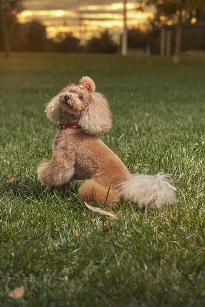 Photo beauty poodle toy playing