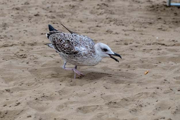 Beauty portrait of the seagull on the sand beach in Italy. Finding meal