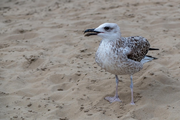 Beauty portrait of the seagull on the sand beach in Italy. Finding meal