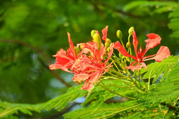 정원에서 아름다움 붉은 꽃 녹색 잎