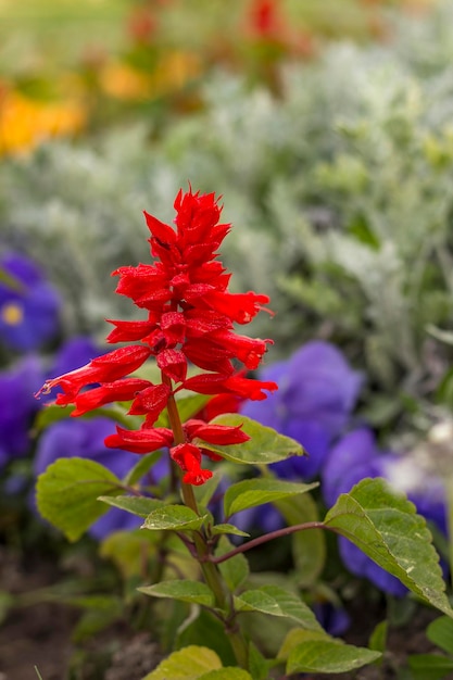 Beauty red salvia flower in garden