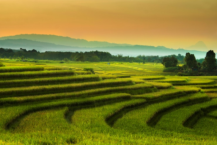 Premium Photo | The beauty of the rice fields in the summer/summer time ...