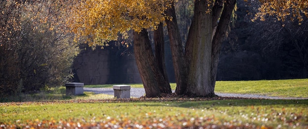 Beauty scene of a park with trees and the sun in late autumn