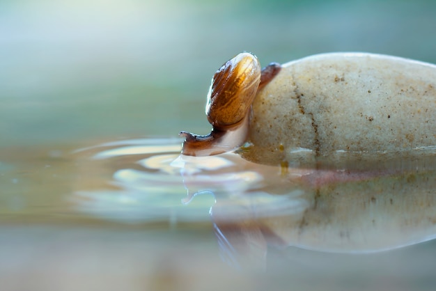 Beauty snail  on rock  and water