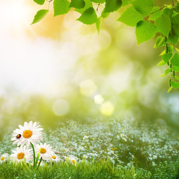 牧草地の抽象的な自然の風景の美しさの夏の日