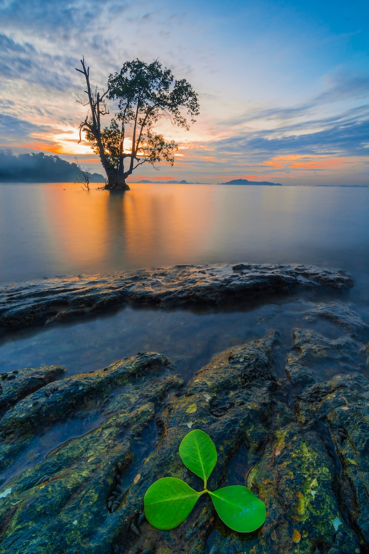 Photo beauty sunset and magrove tree on tanjung pinggir beach