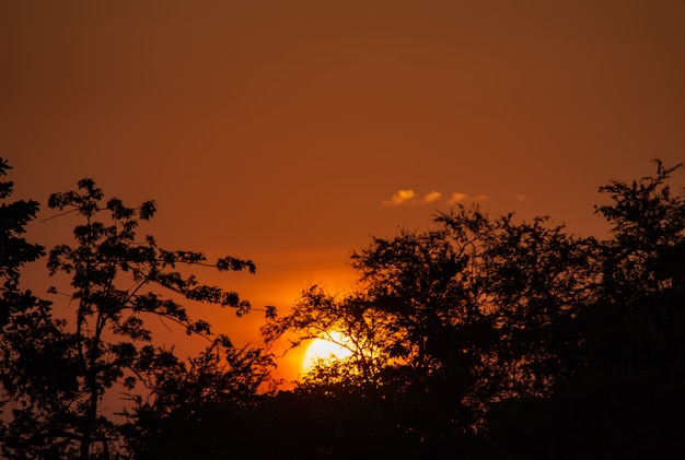 木とオレンジ色の空の後ろに夕日の美しさ