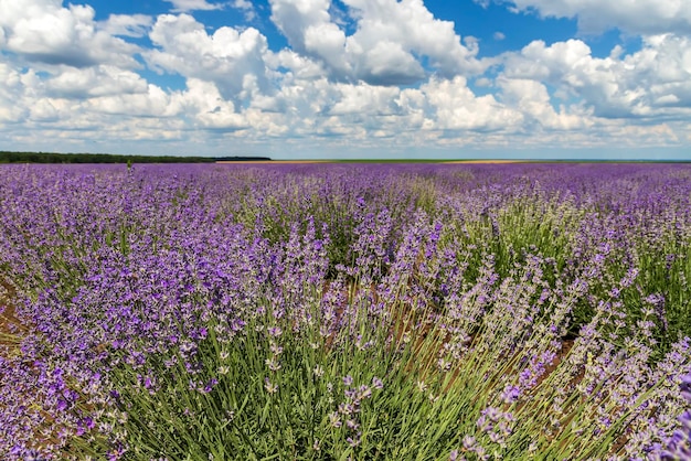 Beauty violet lavender field Close up