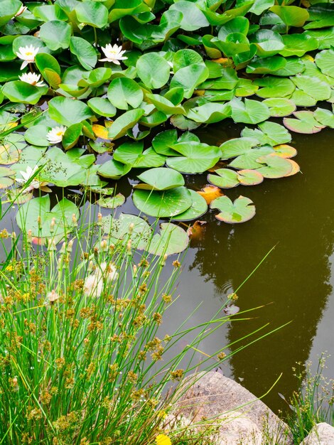 古い池の緑の葉を持つ美しさスイレンの花リンクの花夏の背景