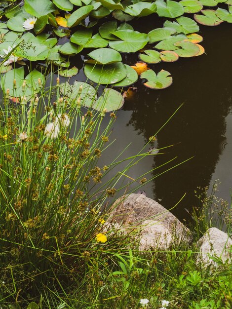 Цветок водяной лилии красоты с зелеными листьями в старом пруду Ссылка расцветаетЛетний фон