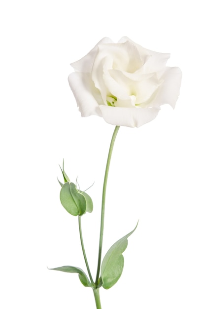 照片美丽白花孤立在白色的。eustoma