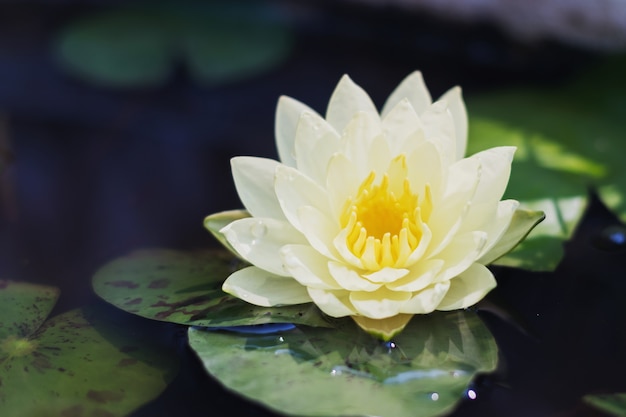 beauty white lotus in pond wiht green leaf on water