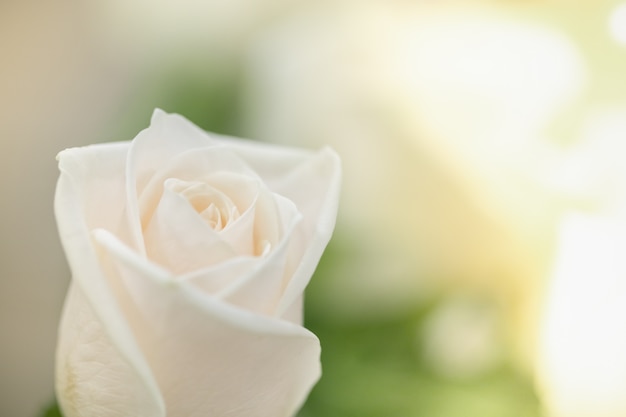 Photo beauty white rose and blurred green leaf.