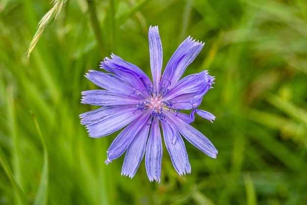 背景の草原に普通の野生の成長する花チコリの美しさの写真