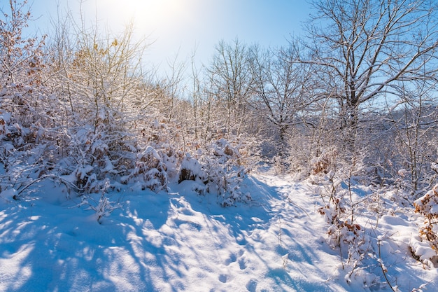 The beauty of the winter forest