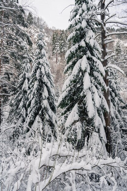 雪の下に公正な木々がある美しい冬の風景