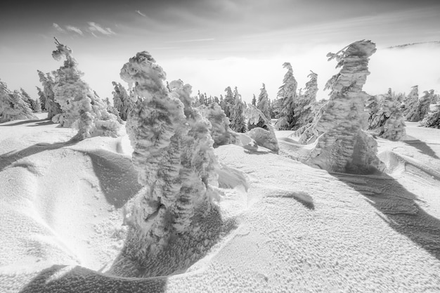 Foto la bellezza dell'inverno sulle montagne innevate in bianco e nero delle montagne vladeasa - romania