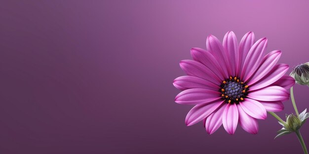 Beauty xeranthemum flower garden decoration copy space blurred background Generative AI