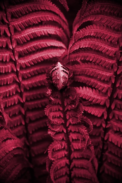 Beautyful ferns leaves. New 2023 trending PANTONE 18-1750 Viva Magenta colour