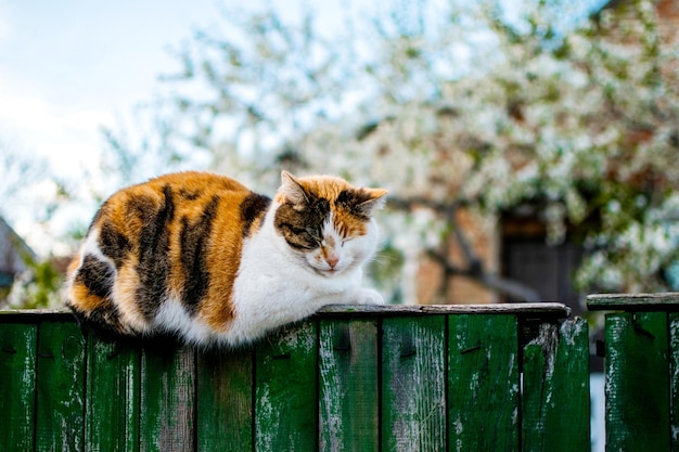 春の村の柵の上の美しい赤い猫