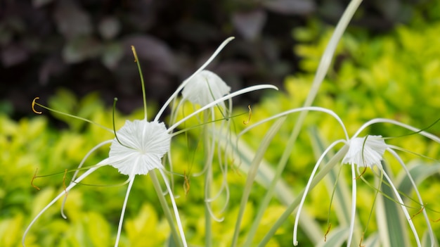 Photo beautyful white flower