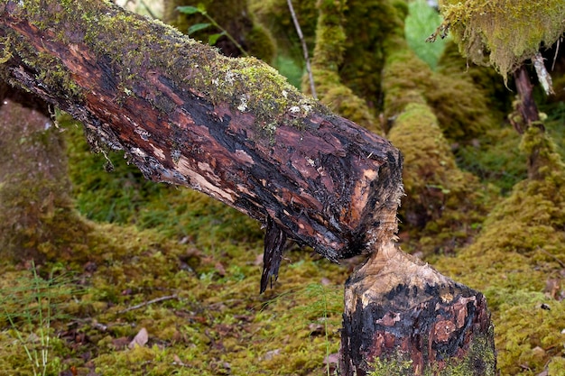 A beaver cutted tree in Alaska