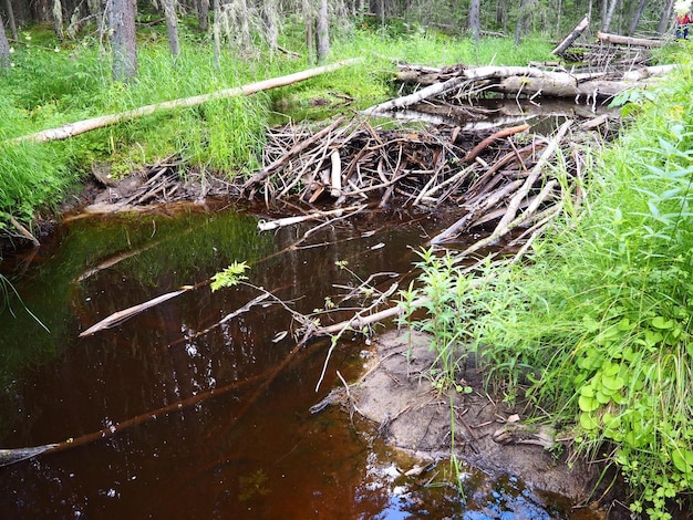 A beaver dam erected by beavers on a river or stream to protect against predators