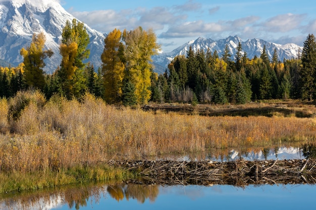 Schwabachers Landing의 비버 댐