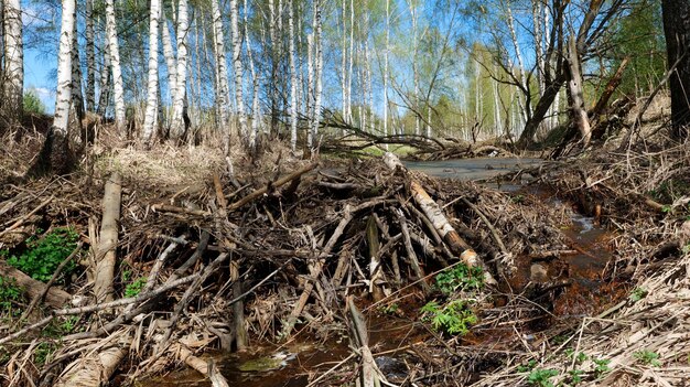 Плотина бобра на мелководной реке с небольшим потоком воды