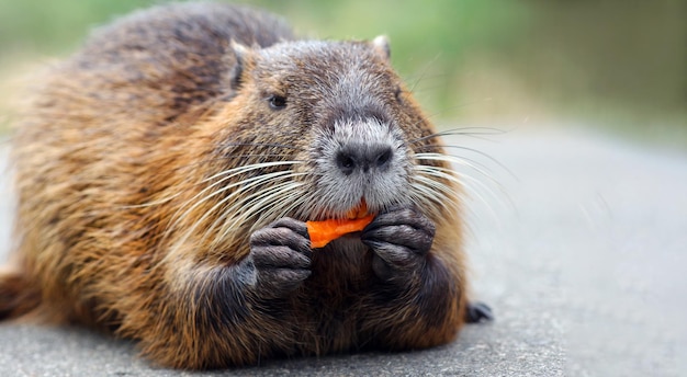 a beaver eating a piece of food with his mouth open.