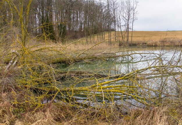 Beaver habitat