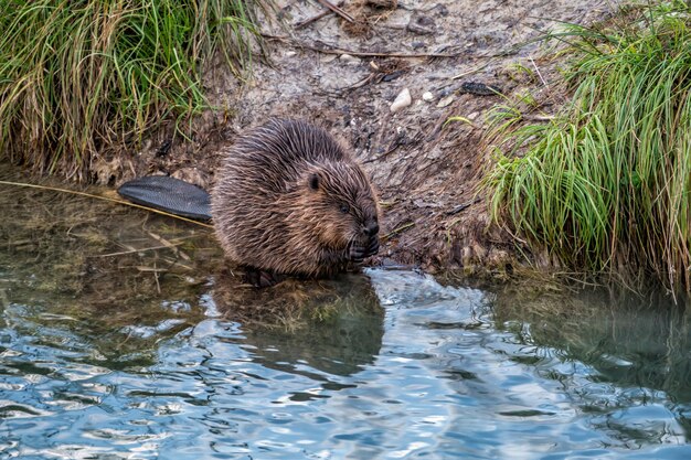 Photo beaver at riverside