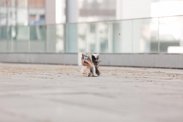 Beaver Yorkshire Terrier dog on a walk. Cute furry dog at the city. Urban dog