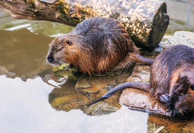 動物園の水中のビーバー