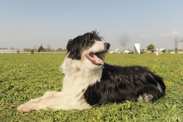 Bebaarde collie