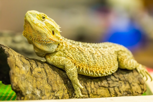 bebaarde draak (agama, Pogona vitticeps) hagedis Bioexo