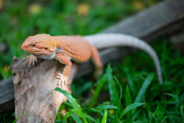 Bebaarde draak op grond met onduidelijk beeldachtergrond