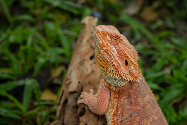 Bebaarde draak op grond met onduidelijk beeldachtergrond