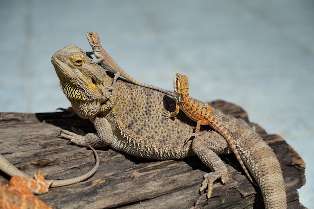 Bebaarde draak op grond met onduidelijk beeldachtergrond