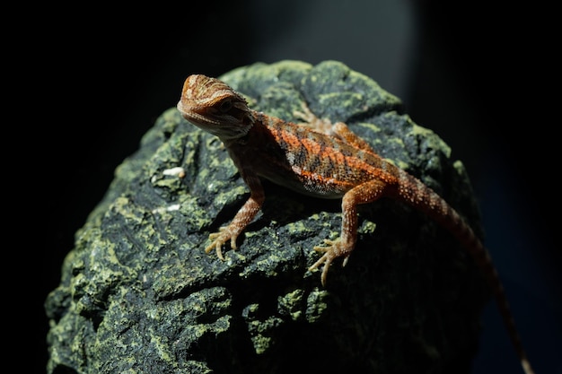 Bebaarde draak op grond met onduidelijk beeldachtergrond