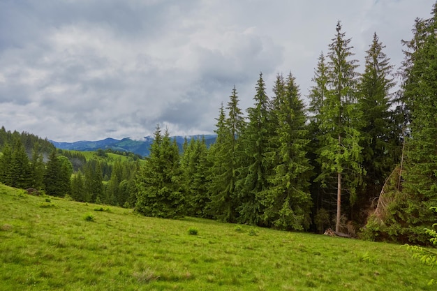 Beboste glooiende heuvel op een bewolkte dag prachtig natuurlandschap van bergachtig landschap