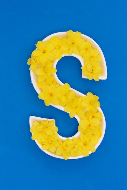 Photo because s is my favorite letter