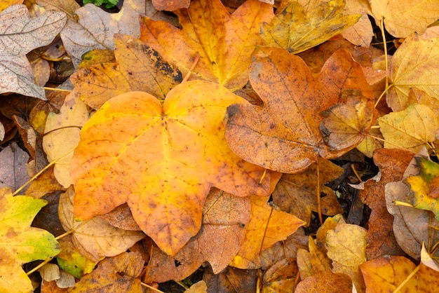 Bed of fallen leaves of maple tree