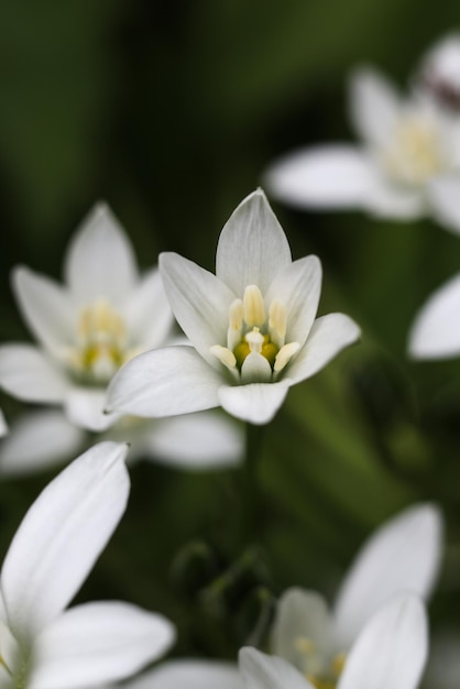 a bed of garden star of bethlehem in full bloom