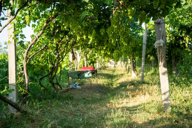 Bed in a grape farm in uzbekistan