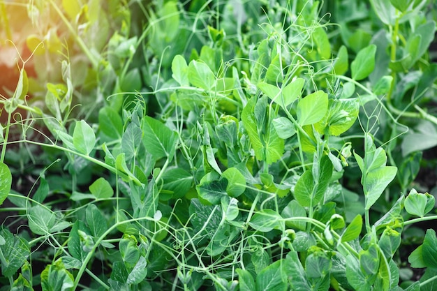 Bed of green peas closeup in the garden Harvesting concept