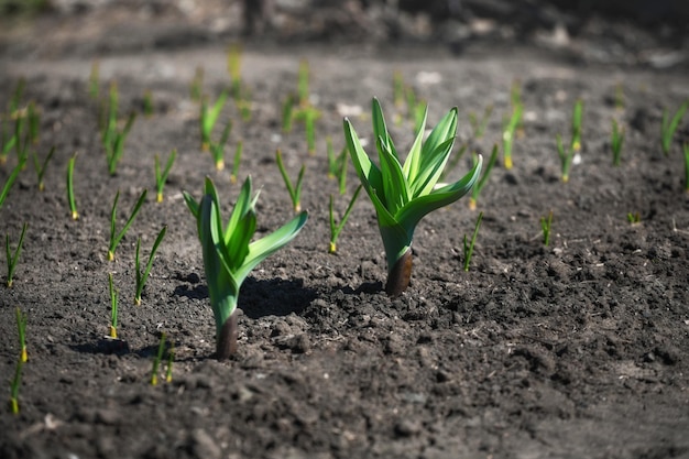 Bed met groene knoflookzaailingen Lente zaaien van groenten op de huishoudelijke boerderij