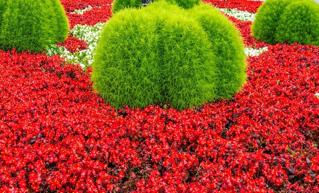 A bed of red flowers with the word love on it